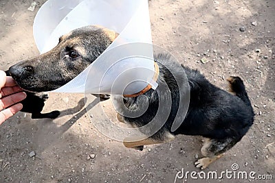 Dog wearing plastic cone collar on neck jumps to reach man`s hand, dog with plastic dog collar medically treated, outdoor on sunn Stock Photo