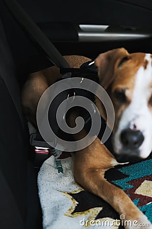 Dog wearing protective harness buckled to a car safety belt. Safe travelling or commuting by car with pets, selective focus on a Stock Photo