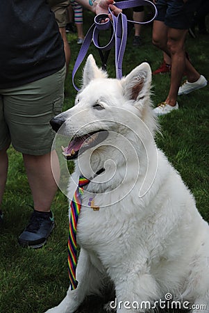 Dog Wearing a Rainbow Tie at a Pride Event, Pride Flag Raising, Rutherford, NJ, USA Editorial Stock Photo