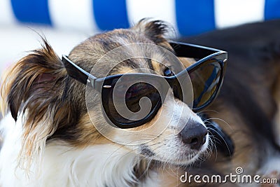 Dog wearing sunglasses Stock Photo