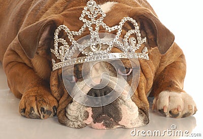 Dog wearing tiara Stock Photo