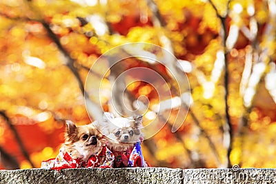 The Dog Wearing A Yukata Stock Photo