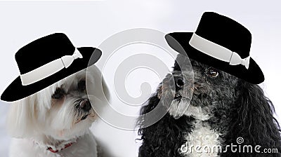 Dog wedding Stock Photo