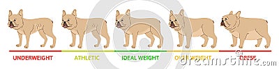 Dog weight stages concept with underweight symbols flat vector Vector Illustration