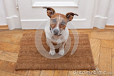 Dog welcome home Stock Photo