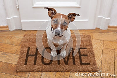 Dog welcome home Stock Photo