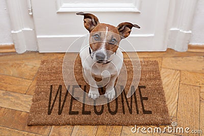 Dog welcome home Stock Photo