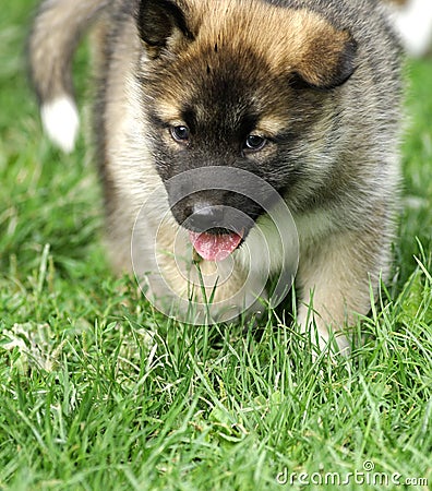 Dog whelp Stock Photo