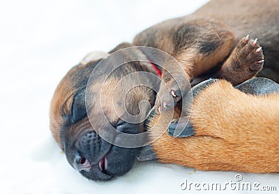 Dog whelp on white Stock Photo