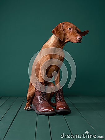 Dog in boots, a whimsical studio portrayal. Stock Photo