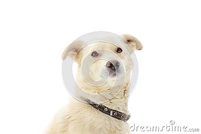 Dog on white background Stock Photo