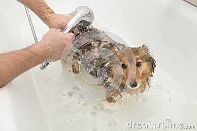 Dog in a white bath being rinsed off by a groomer Stock Photo