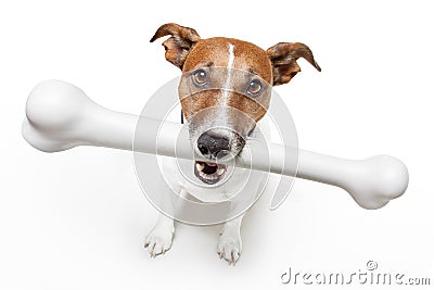 Dog with a white bone Stock Photo