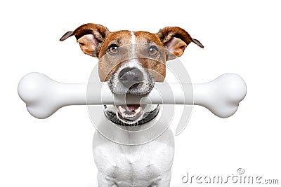 Dog with a white bone Stock Photo