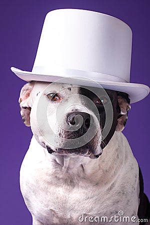 A dog in a white cylindrical hat. Stock Photo