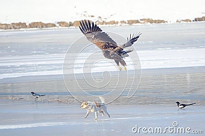 Dog and White-talied Sea Eagle Stock Photo