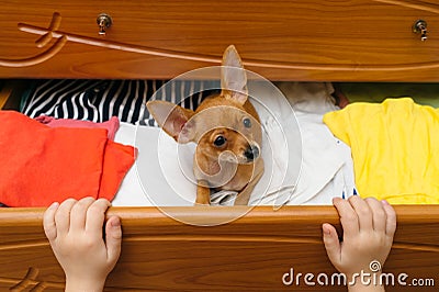 The dog who hid in the chest. Stock Photo