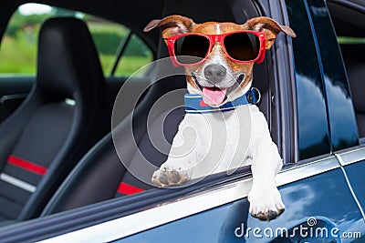 Dog window car Stock Photo