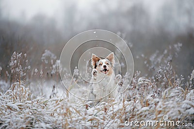 Dog in the winter in the forest. Obedient border collie in nature Stock Photo