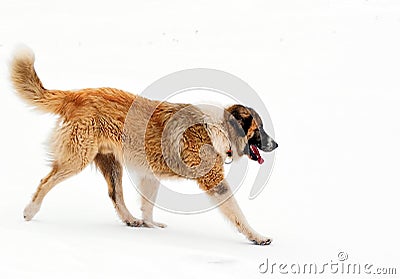 Dog in winter Stock Photo