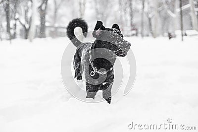 Dog in winter snow Stock Photo