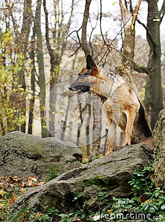 Dog in wood on stones covered with a moss Stock Photo