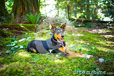 Dog in the woods Stock Photo