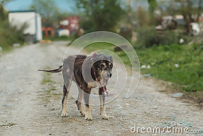 Homeless sick dog. Dog with wounds on the body. Stock Photo