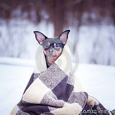 A dog wrapped in a plaid in a winter forest. Zen, meditation, yo Stock Photo