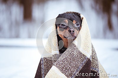 A dog wrapped in a plaid in a winter forest. Zen, meditation, yo Stock Photo