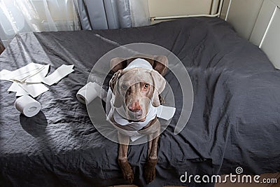 Dog wrapped in toilet paper lying on bed Stock Photo