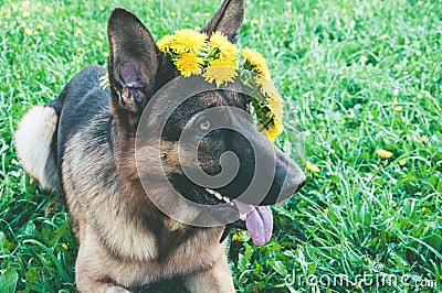 Dog with a wreath of dandelions on the head Stock Photo