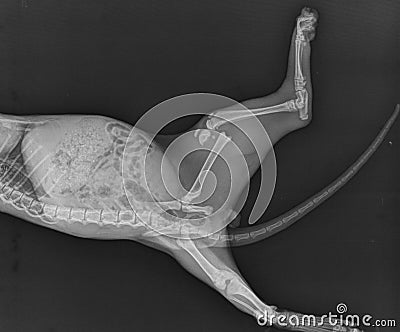 Dog X Ray Distal Femoral Fracture. Puppy Radiograph Stock Photo