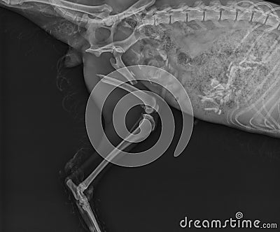 Dog X Ray Showing Proximal Femoral Fracture. Left Leg Medial View Stock Photo