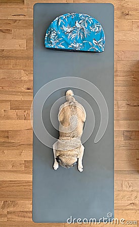 Dog and yoga at home Stock Photo