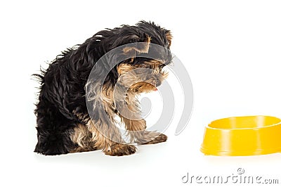 Dog Yorkshire Terrier with a bowl Stock Photo