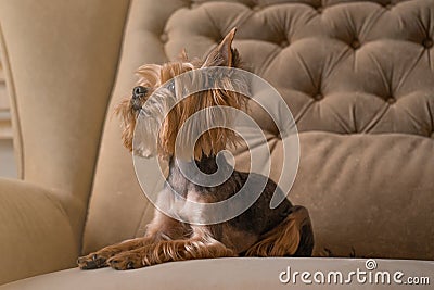 Dog yorkshire terrier on the beige couch Stock Photo