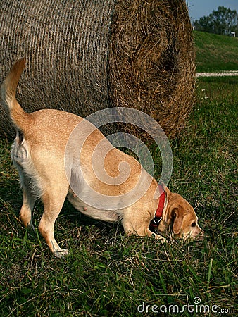 Dogg digging Stock Photo