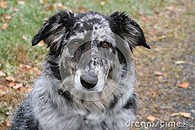 Doggie Portrait Stock Photo