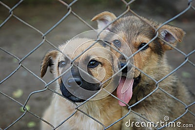 miserable sad doggies behind barbed wire Stock Photo