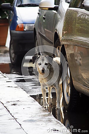 Doggy Stock Photo