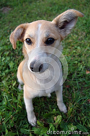 Doggy big ear Stock Photo