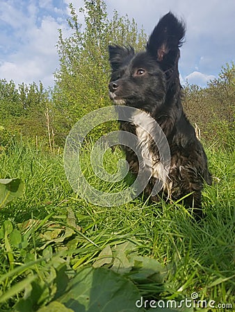 Doggy Stock Photo