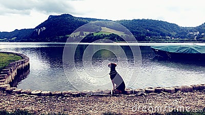 Doggy looks the lake this is a picture took by me! Stock Photo