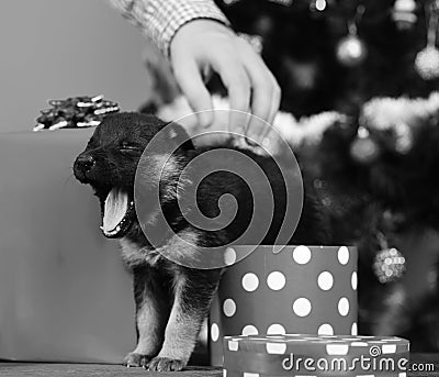 Doggy looks out of spotted Christmas box and yawns Stock Photo