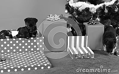 Doggy looks out of striped and spotted Christmas box Stock Photo