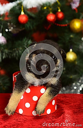 Doggy looks out of tiny spotted Christmas box on red Stock Photo