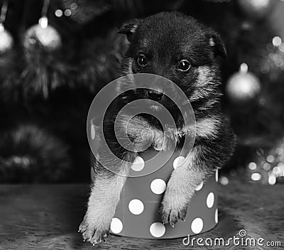 Doggy looks out of tiny spotted Christmas box on red Stock Photo