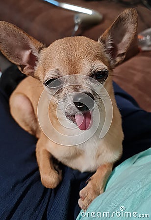 Doggy sleeper baby Stock Photo