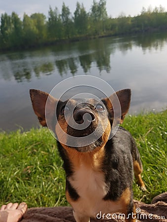 Doggy Stock Photo